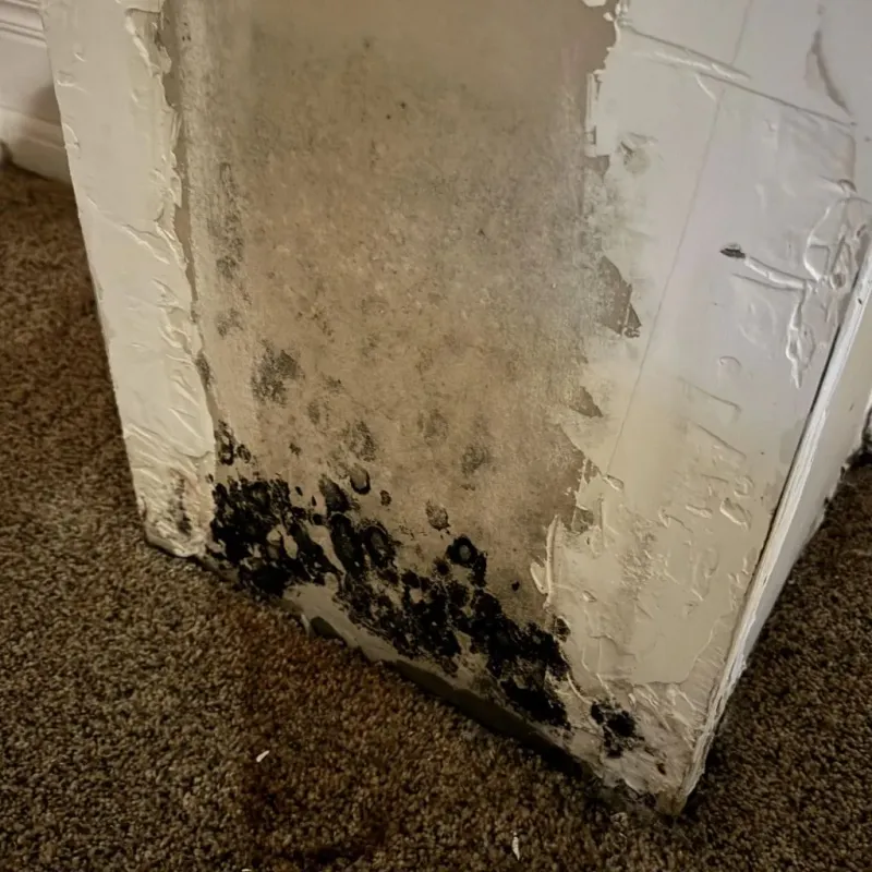 Professional Mold Removal in Marshall, MO